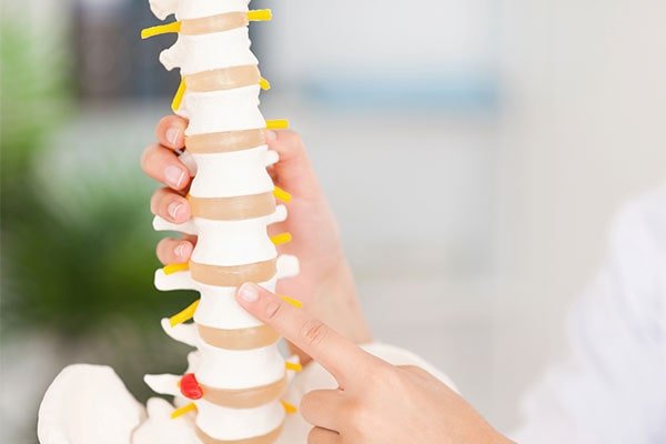 anatomia da coluna vertebral